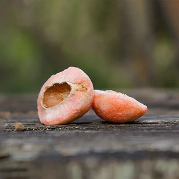 Rambután